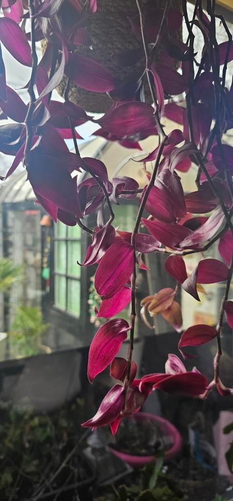 Stekjes x5 Tradescantia Zebrina, Huis en Inrichting, Kamerplanten, Ophalen of Verzenden, Halfschaduw, Minder dan 100 cm