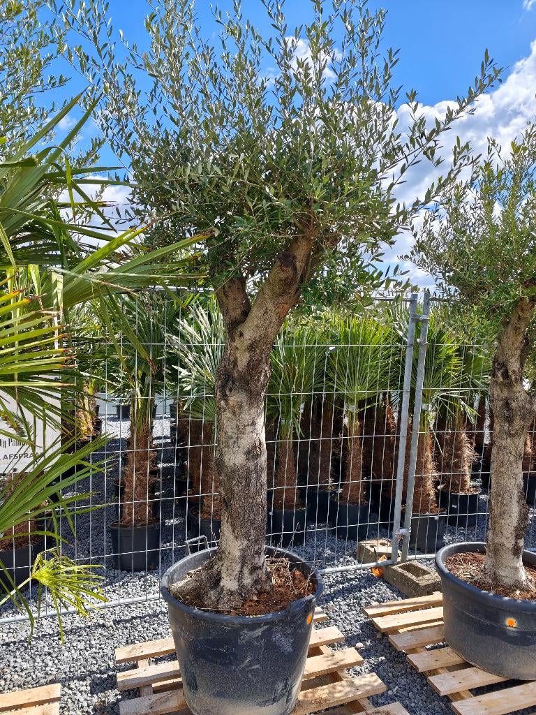 Dikke olijfbomen LAATSTE, Lente, 100 tot 250 cm, Olijfboom, Ophalen