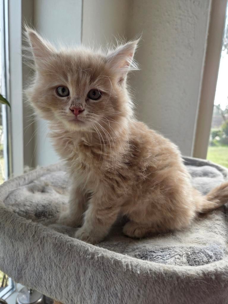 Prachtig Maine Coon katertje, Kater, Ontwormd, 0 tot 2 jaar