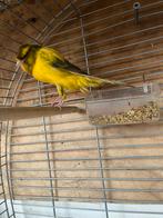 Yurkshire kanari, Mannelijk