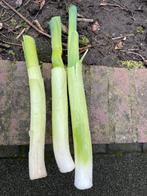 Prei biologisch geteeld, Tuin en Terras, Planten | Tuinplanten, Ophalen, Eenjarig, Groenteplanten, Volle zon