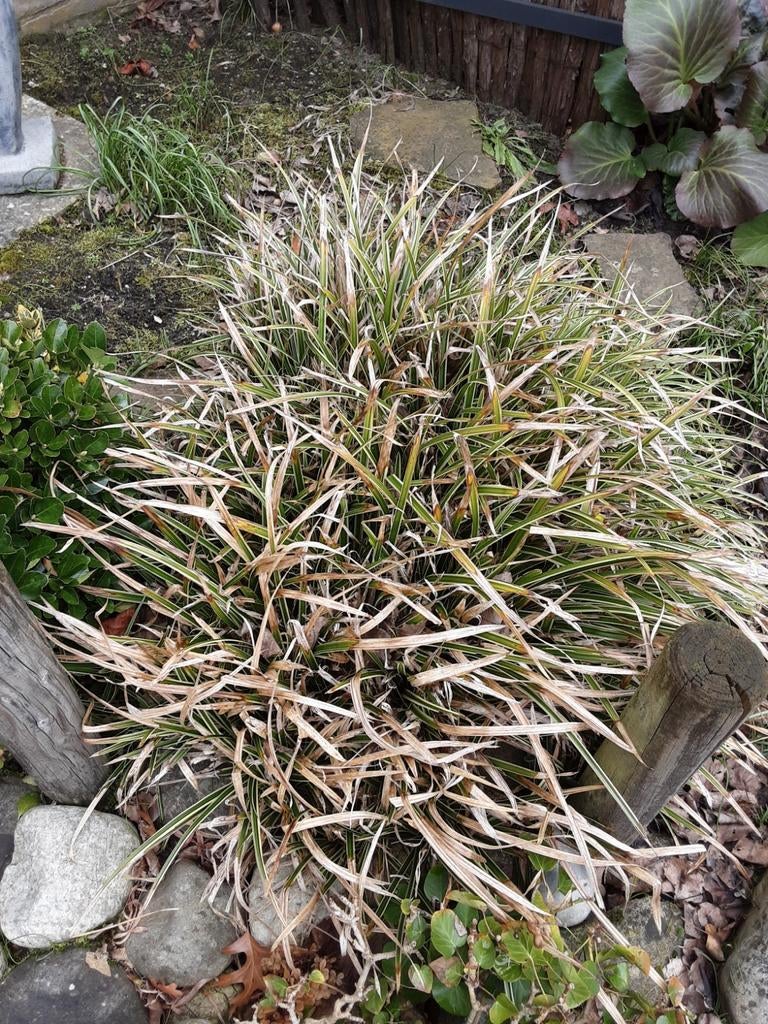 Bonte Zegge - Groenblijvend Siergras Zelf Uitgraven, Tuin en Terras, Planten | Tuinplanten, Vaste plant, Siergrassen, Ophalen of Verzenden