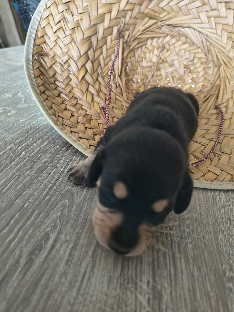 Kort harige teckel puppys, Dieren en Toebehoren, Honden | Teckels en Dashonden, 8 tot 15 weken, Korthaar, Meerdere, Meerdere dieren