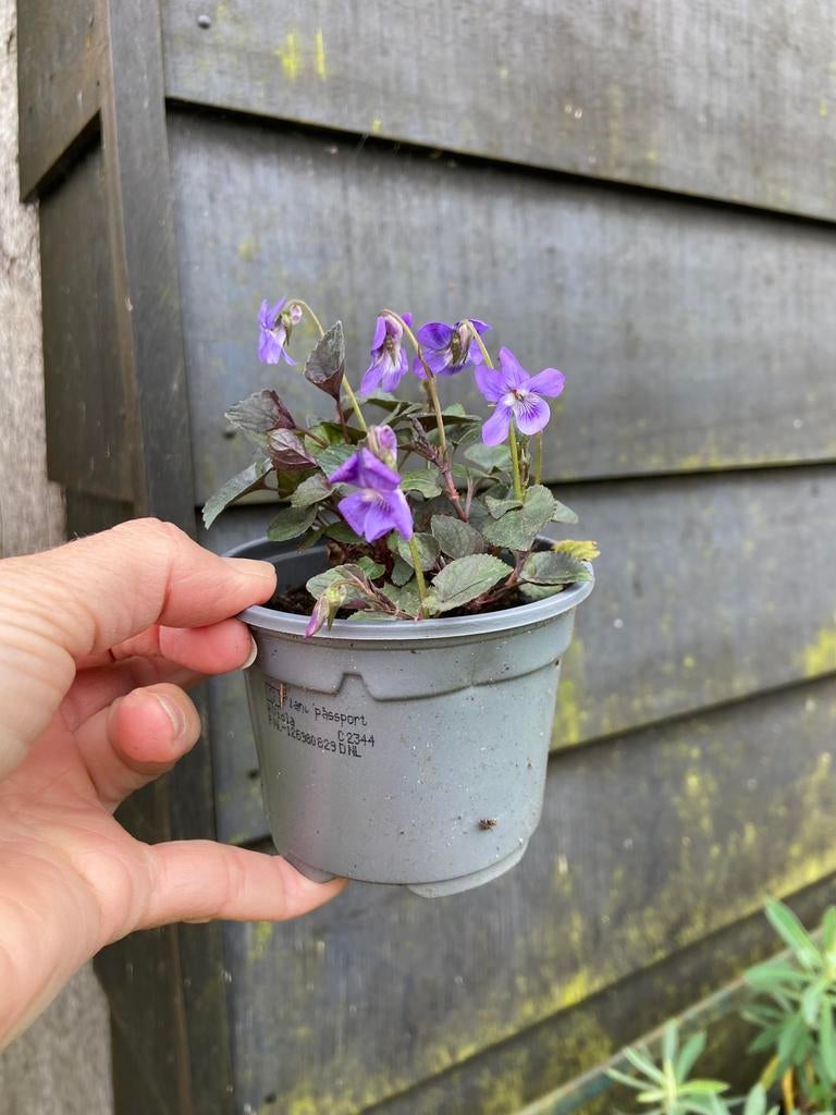 Viola Labradorica vaste plant tuinplant bio hobby kwekerij, Ophalen, Lente, Overige soorten, Halfschaduw