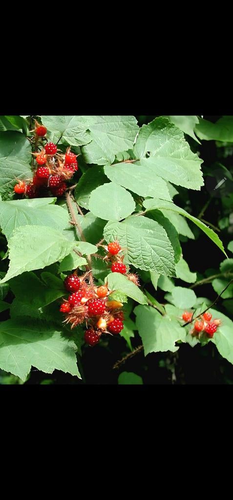 Japanse Wijnbes plantjes, Ophalen, Minder dan 100 cm, Overige soorten, In pot