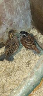 Te koop Boomkwartels, Dieren en Toebehoren, Pluimvee, Meerdere dieren, Kip