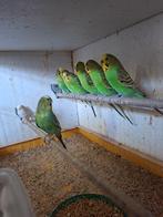 div vogels, Dieren en Toebehoren, Vogels | Overige Vogels, Meerdere dieren