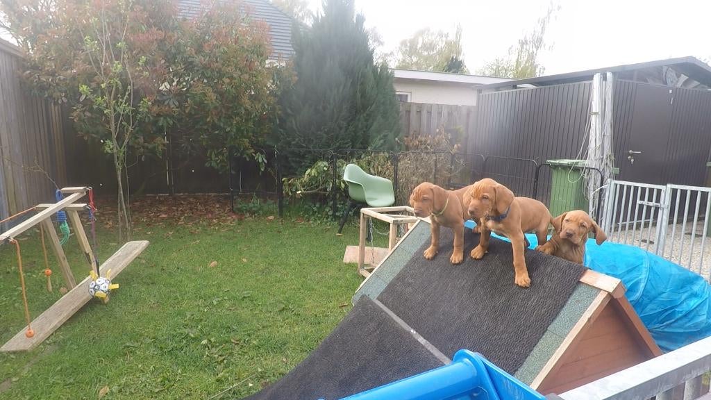 te koop vizsla pups .Met fci stamboom en koopgarantie ., Dieren en Toebehoren, Honden | Setters en Staande honden, Parvo, Overige rassen