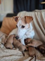 Jack Russel pups, Jack Russell Terriër, 8 tot 15 weken, Parvo, Meerdere