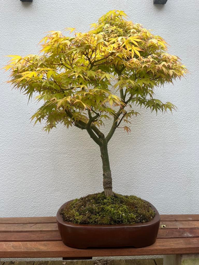 Acer Palmatum Bonsai, Bloeit niet, Halfschaduw, Minder dan 100 cm, Overige soorten