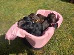 Flatcoated retriever pups, 8 tot 15 weken, Meerdere, Meerdere dieren, Nederland