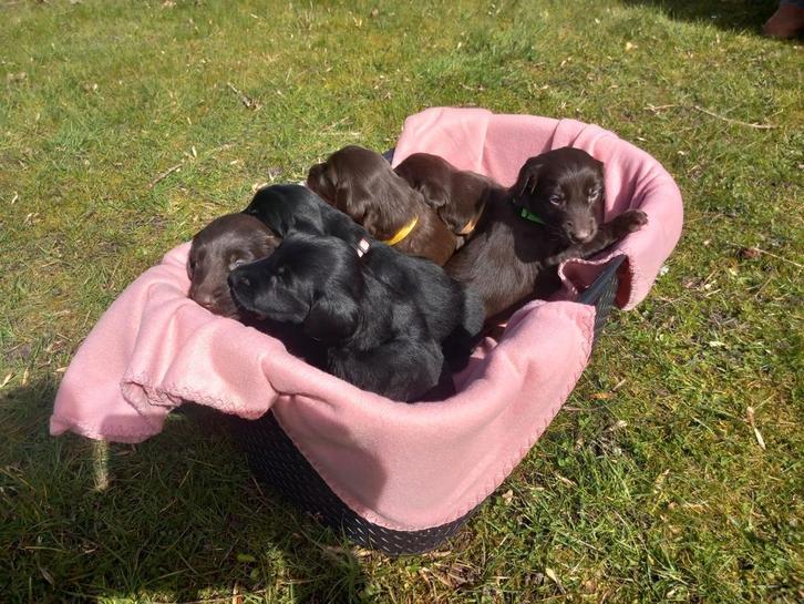 Flatcoated retriever pups, Dieren en Toebehoren, Honden | Jack Russells en Terriërs, Meerdere dieren, Fokker | Hobbymatig, Meerdere