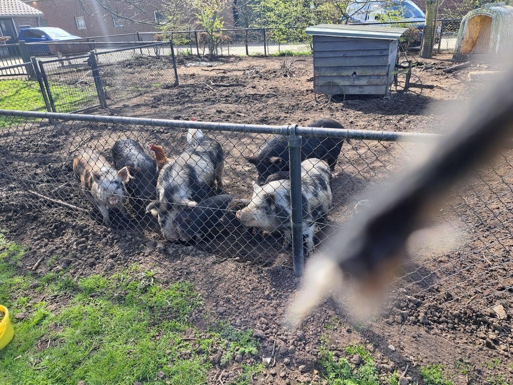 Biggen te koop, Dieren en Toebehoren, Meerdere dieren, Varken