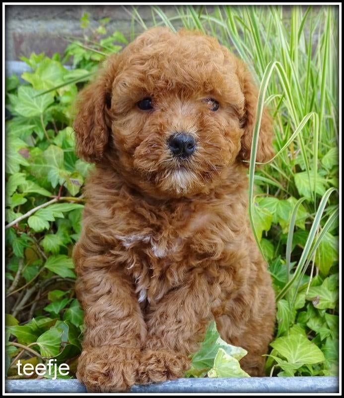 Maltipoo teefje pups, Poedel, Nederland, Parvo, 8 tot 15 weken