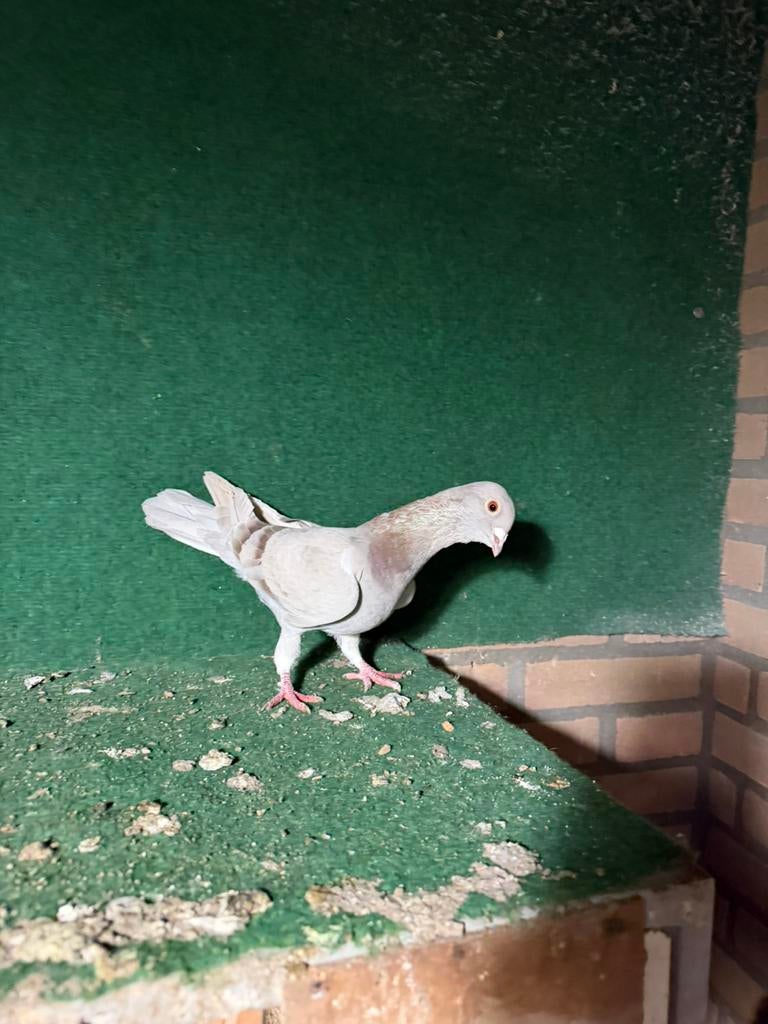 Sierduiven, Dieren en Toebehoren, Vogels | Duiven, Vrouwelijk, Overige soorten