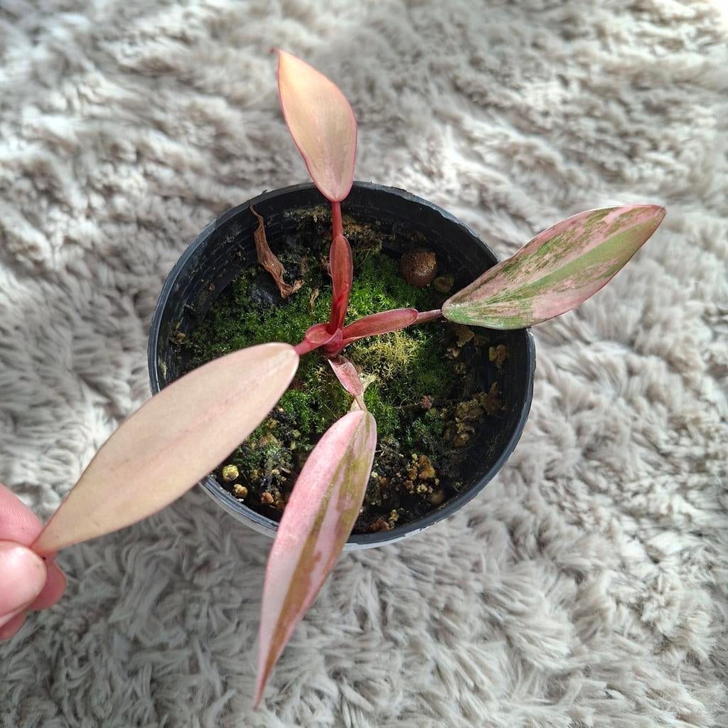 Philodendron Strawberry shake plant, Huis en Inrichting, Kamerplanten, Ophalen of Verzenden, Halfschaduw, Minder dan 100 cm