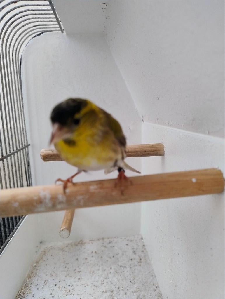 Elzen Sijs man 2025, Mannelijk