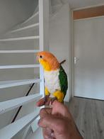 Roestkop caique, Mannelijk, Parkiet