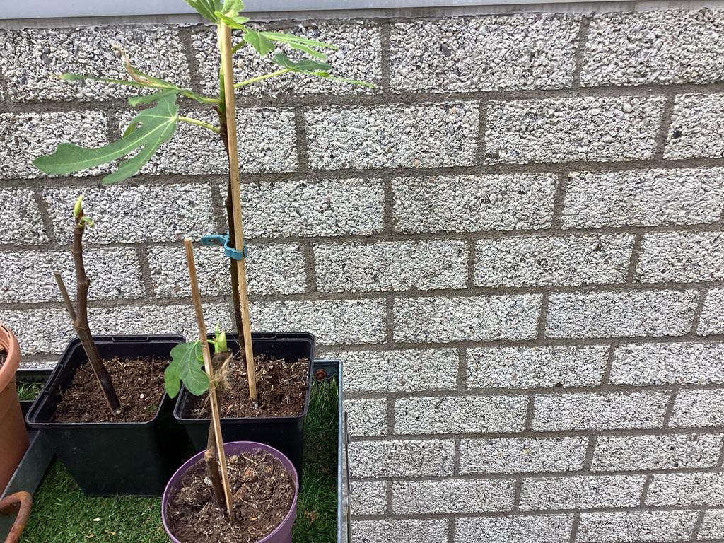 Stekken vijg - Ficus carica, Minder dan 100 cm, Volle zon, Ophalen of Verzenden, Vijgenboom