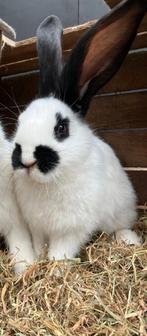 Jonge gecastreerde groot Lotharinger ram, Dieren en Toebehoren, Konijnen, Mannelijk, Groot, 0 tot 2 jaar