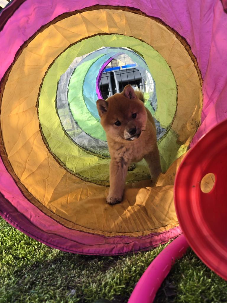 Rood Shiba inu teefje - 7 weken - geteste ouders, Dieren en Toebehoren, Parvo, België, Fokker | Hobbymatig, Overige rassen