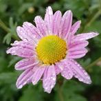 Chrysanten planten potmaat p9, Vaste plant, Halfschaduw, Herfst, Ophalen