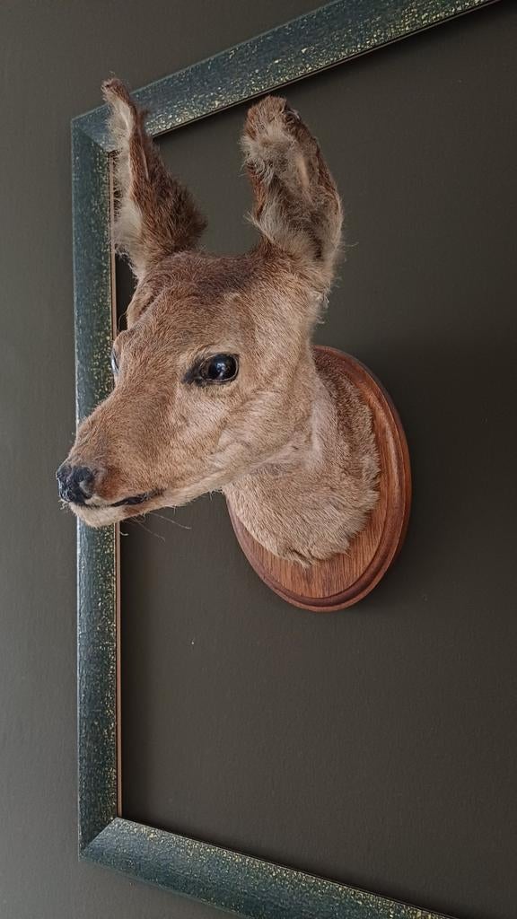 Opgezette ree kop op houten wandbord, Ophalen of Verzenden