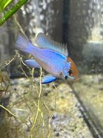 Ramirezi electric bleu, Dieren en Toebehoren, Vissen | Aquariumvissen, Vis