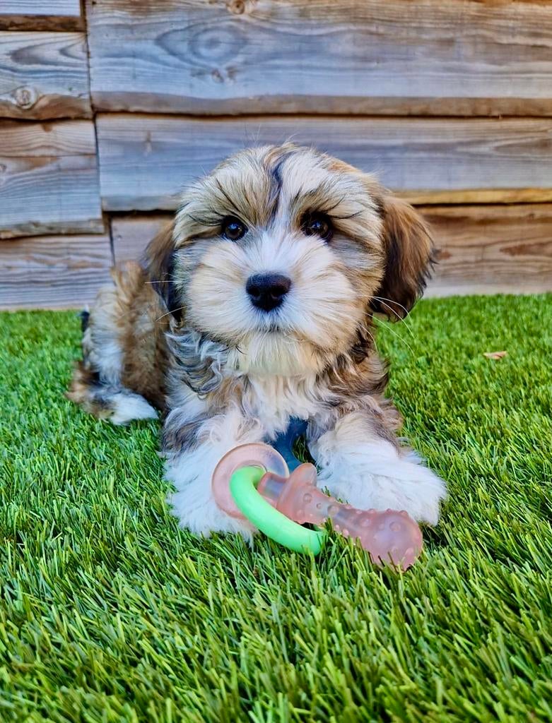 Boomer pups, Dieren en Toebehoren, Parvo, Nederland, Overige rassen, 8 tot 15 weken