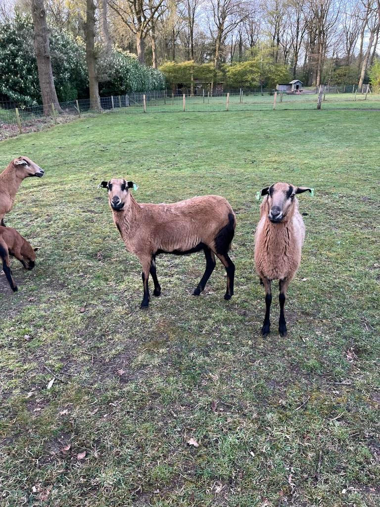 2 Schapen (ooien) 1 jaar barbados blackbelly, Vrouwelijk, Schaap