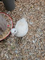 Japanse kwartel hen ., Dieren en Toebehoren, Pluimvee, Vrouwelijk, Overige soorten