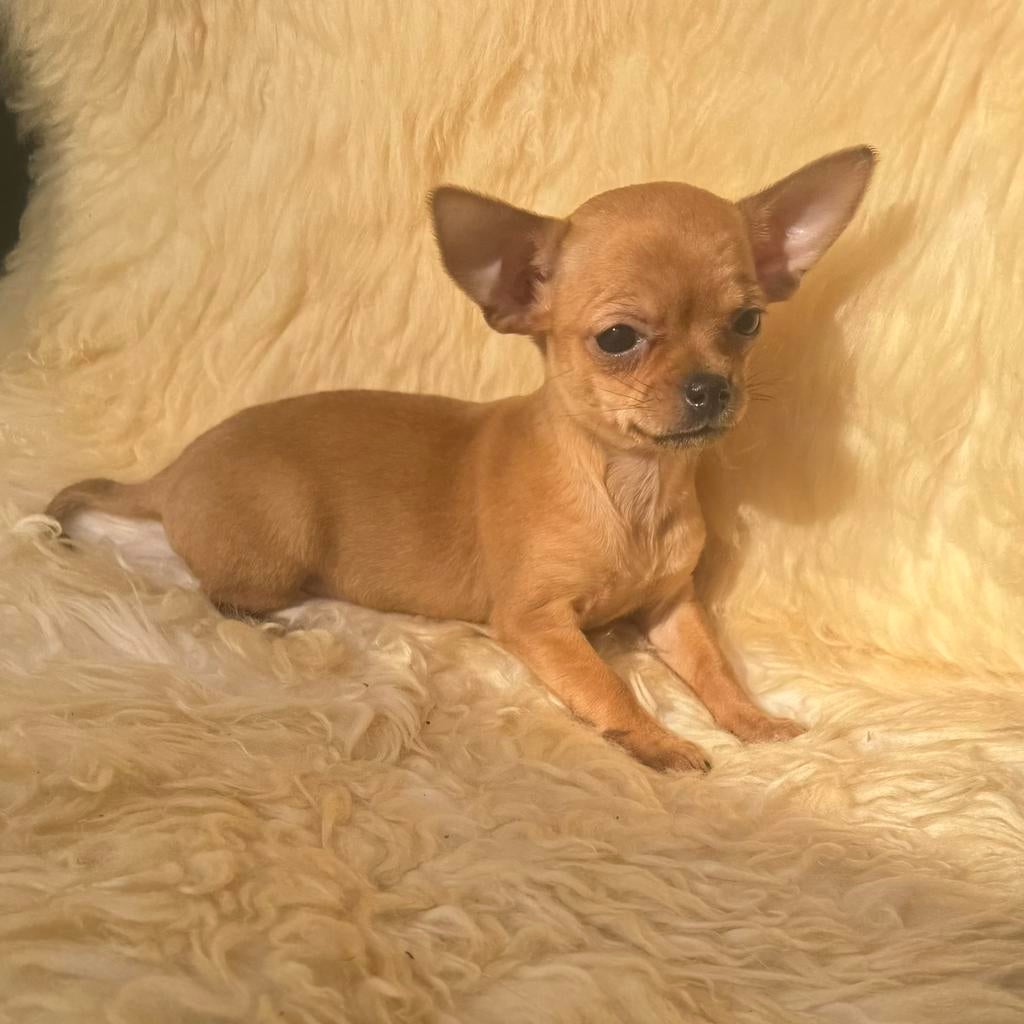 Raszuivere mini chihuahua teefjes en een reutje pupys, Parvo, 8 tot 15 weken, Teef, Meerdere