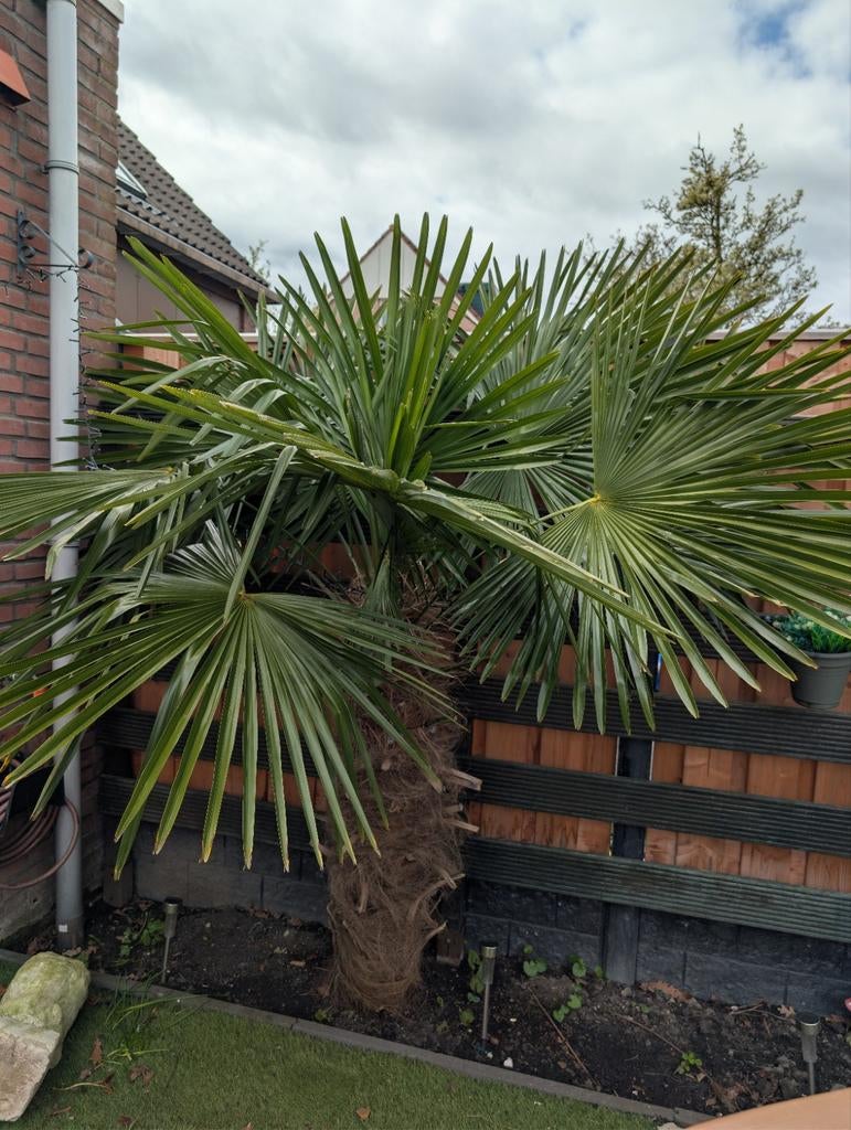 Palmboom - GRATIS, Ophalen, Gehele jaar, Volle zon