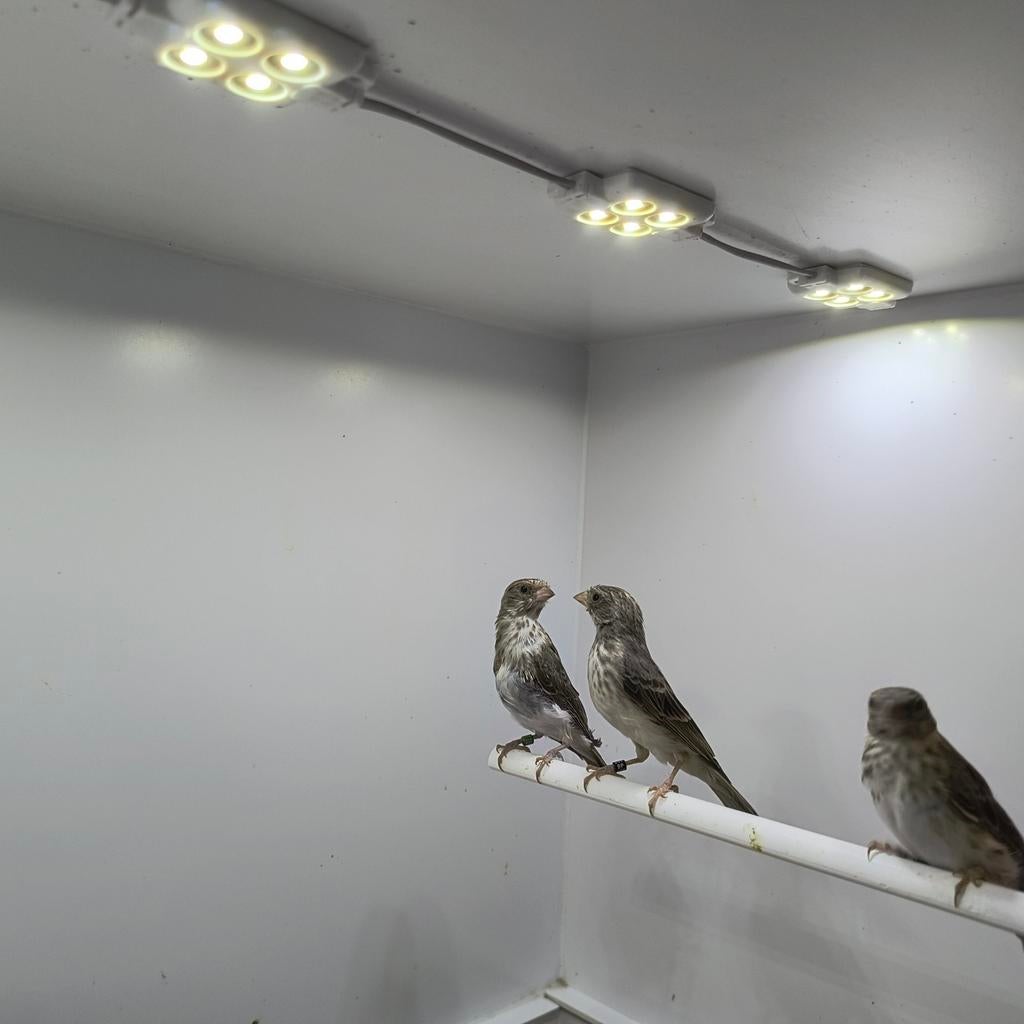 Witstuit edelzanger, Vrouwelijk