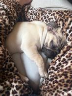 Mops puppy, Ophalen, Nieuw, Hond of Kat, Overige typen