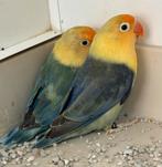 Te koop mooi koppel fischeri van 2025, Meerdere dieren, Parkiet, Geringd