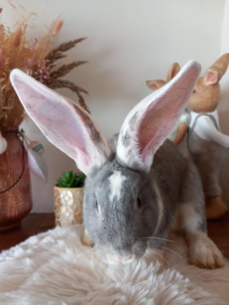 Duitse reus ram, Dieren en Toebehoren, Konijnen, Mannelijk, Groot, 0 tot 2 jaar
