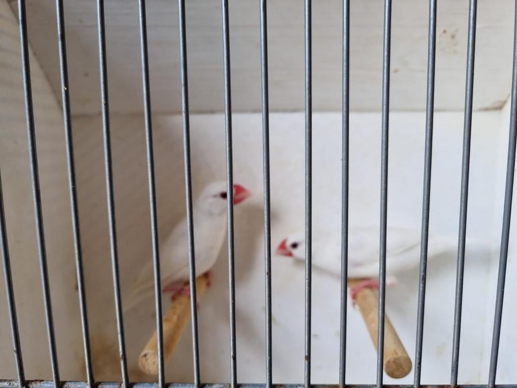 Rijstvogels te koop, Dieren en Toebehoren, Vogels | Overige Vogels, Meerdere dieren, Tropenvogel