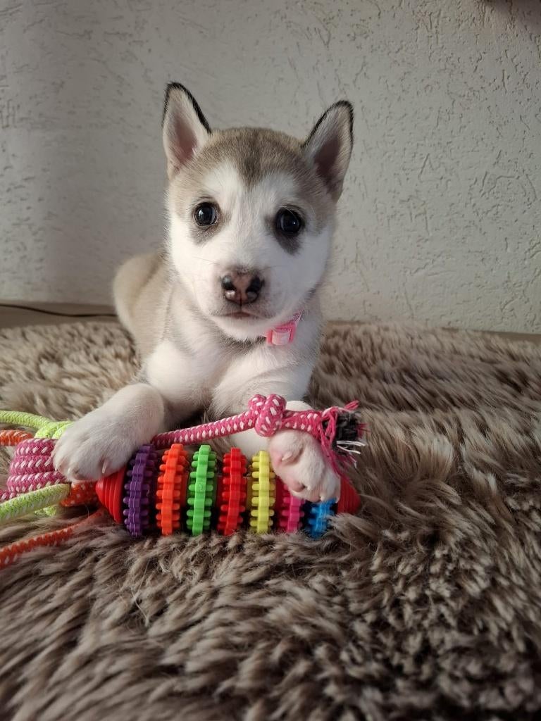 Husky pups   15-03-2026 geboren, Dieren en Toebehoren, Parvo, 8 tot 15 weken, Poolhond, Meerdere