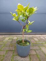 Citrus Limetta Pursha - Zoete Limoen / Gele Limoen H: 55 cm., Ophalen, Minder dan 100 cm, Volle zon, Citroenboom