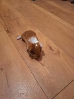 Cavia, Vrouwelijk, Tam, Maart, Cavia