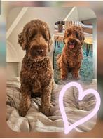 Prachtige australian labradoodle pups van geteste ouders, Dieren en Toebehoren, Honden | Retrievers, Spaniëls en Waterhonden, Overige rassen