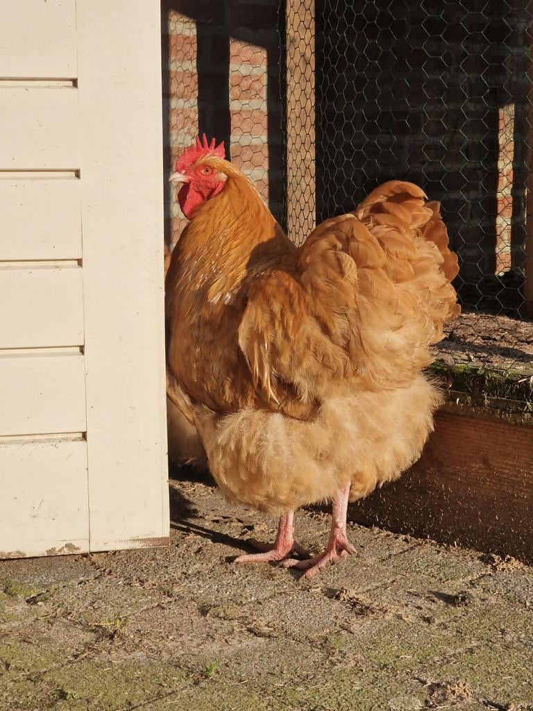 Orpington hanen, handtam, gratis af te halen. 3 stuks., Dieren en Toebehoren, Pluimvee, Mannelijk, Kip