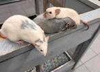 Super lieve tamme ratten ( dumbo, man) direct van de fokker, Dieren en Toebehoren, Rat, Mannelijk, Januari, Tam