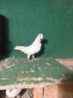 Sierduiven, Vrouwelijk, Kropper