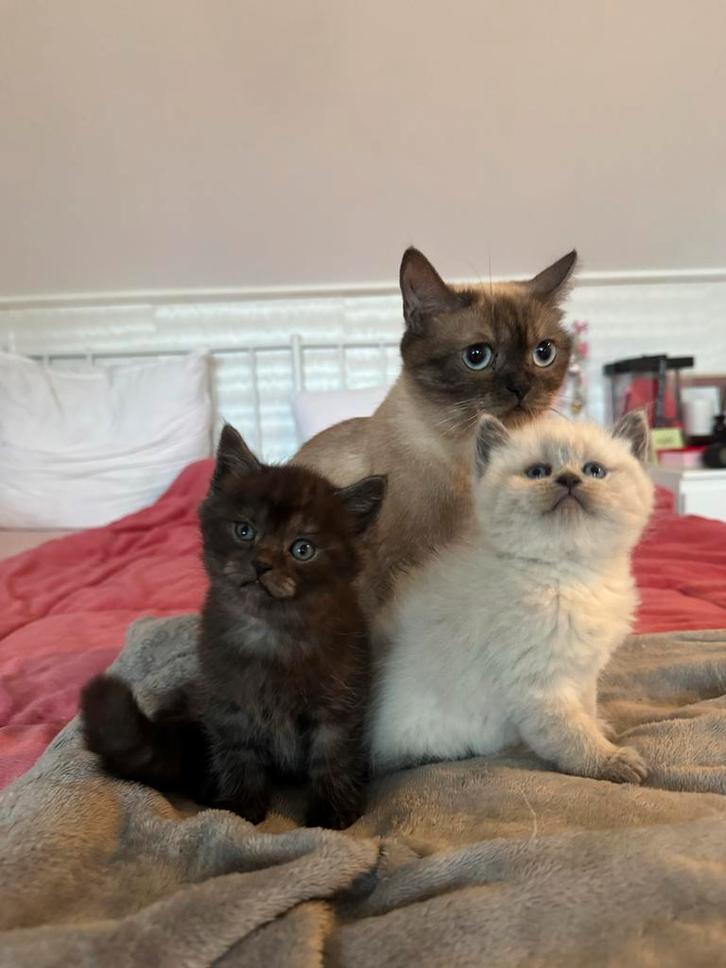 Siamese x lange britshaar kat en kittens, Dieren en Toebehoren, Katten en Kittens | Overige Katten, Meerdere dieren