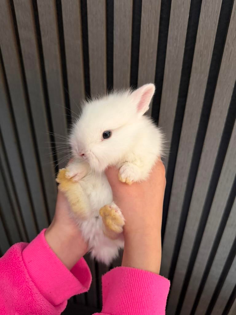 Minilop leeuwenkop baby konijn, Mannelijk, Dwerg