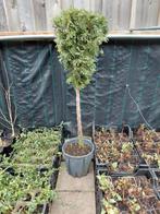 Conifeer op stam, Tuin en Terras, Ophalen