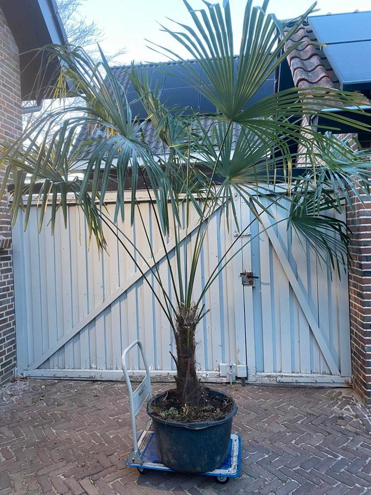 Winterharde Palmbomen - Trachycarpus Fortunei, Tuin en Terras, Planten | Tuinplanten, Vaste plant, Overige soorten, Volle zon