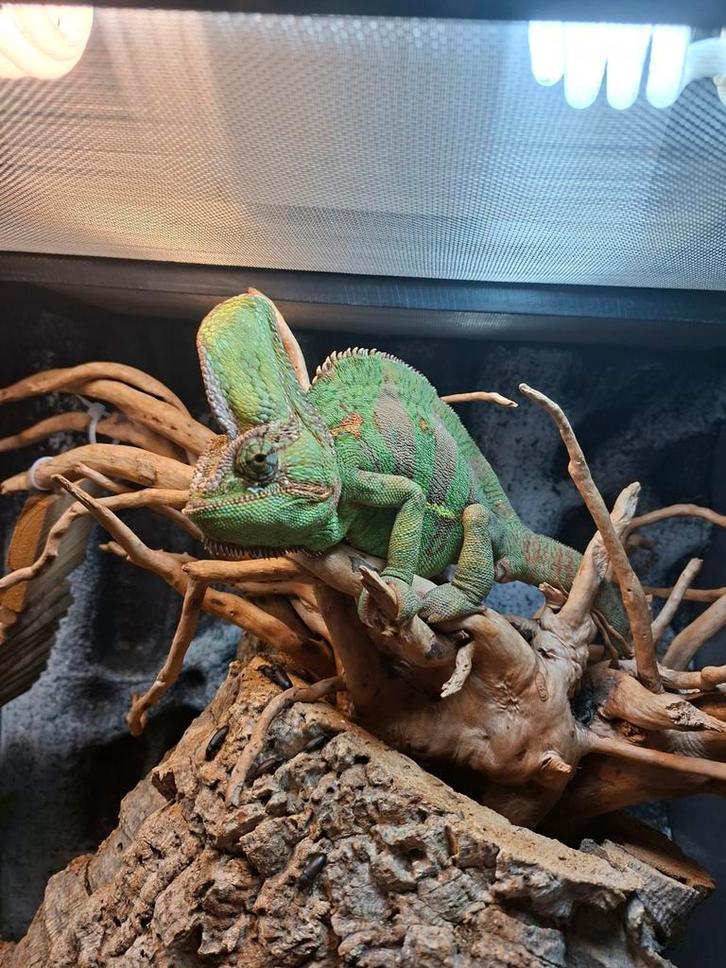 Zeer lieve kameleon inclusief terrarium Chameleon - male for sale from wim